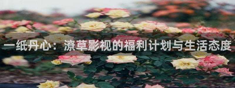 99视频精品免费：一纸丹心：潦草影视的福利计划与生活态度